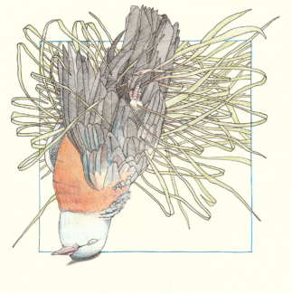 Ink and pencil on paper, 30 x 30 cm Drawing of a dead dove, turn on it's head and grass growing around