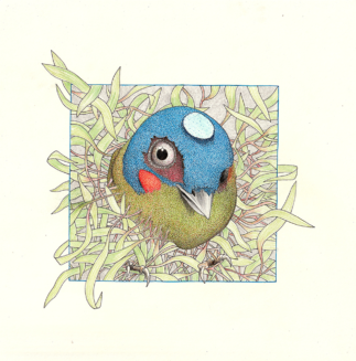 Ink on paper, 30 x 30 cm Drawing of an exotic bird emerging from grass and itself