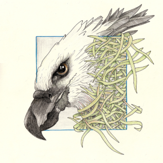 Ink and pencil on paper, 30 x 30 cm Drawing of a harpy growing from grass leaves